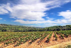 Climate change continues to harm wine production in Catalonia