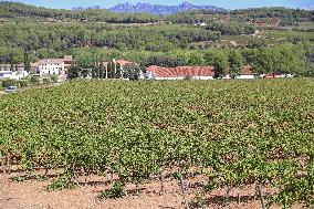 Climate change continues to harm wine production in Catalonia