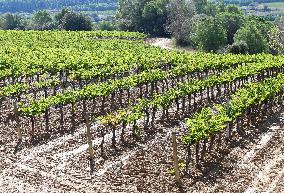 Climate change continues to harm wine production in Catalonia