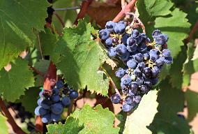 Climate change continues to harm wine production in Catalonia