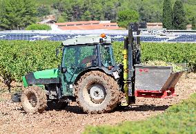 Climate change continues to harm wine production in Catalonia