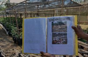 Indonesian Melon Farmers Using Internet-enabled Cropp Patterns In Malang Distric