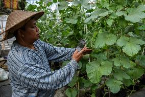 Indonesian Melon Farmers Using Internet-enabled Cropp Patterns In Malang Distric