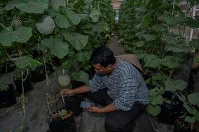 Indonesian Melon Farmers Using Internet-enabled Cropp Patterns In Malang Distric