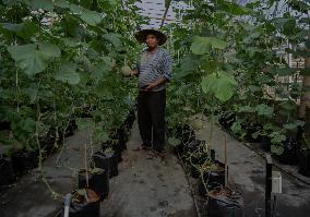 Indonesian Melon Farmers Using Internet-enabled Cropp Patterns In Malang Distric