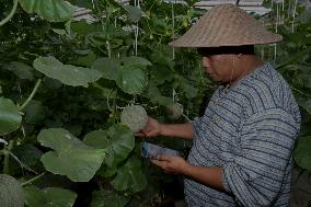 Indonesian Melon Farmers Using Internet-enabled Cropp Patterns In Malang Distric