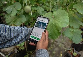 Indonesian Melon Farmers Using Internet-enabled Cropp Patterns In Malang Distric