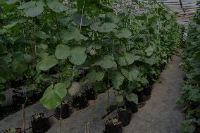 Indonesian Melon Farmers Using Internet-enabled Cropp Patterns In Malang Distric