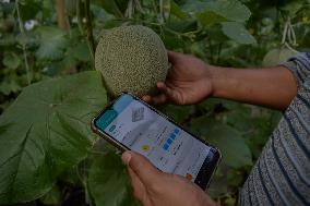 Indonesian Melon Farmers Using Internet-enabled Cropp Patterns In Malang Distric