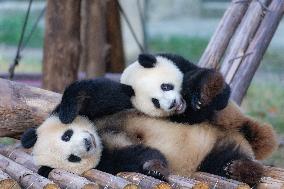 China Chongqing Zoo Giant Panda