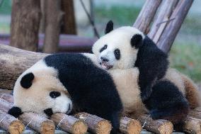 China Chongqing Zoo Giant Panda