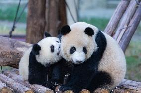 China Chongqing Zoo Giant Panda