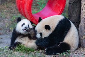 China Chongqing Zoo Giant Panda