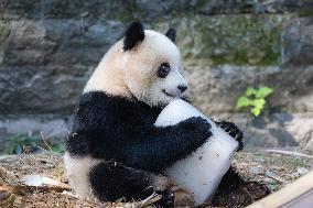 China Chongqing Zoo Giant Panda