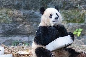 China Chongqing Zoo Giant Panda