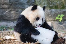 China Chongqing Zoo Giant Panda