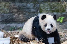 China Chongqing Zoo Giant Panda