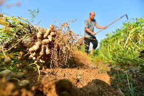 Peanut Harvest in Zaozhuang