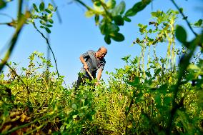 Peanut Harvest in Zaozhuang