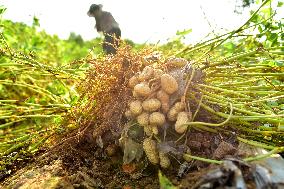 Peanut Harvest in Zaozhuang