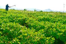 Peanut Harvest in Zaozhuang