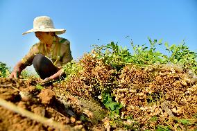 Peanut Harvest in Zaozhuang