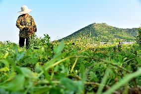 Peanut Harvest in Zaozhuang