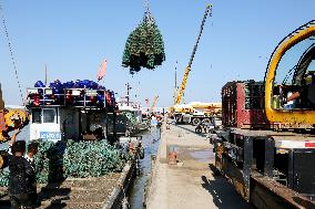 Coastal Aquaculture Area in Lianyungang