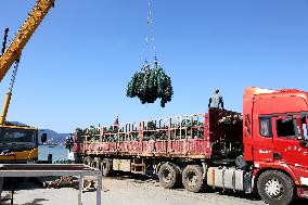 Coastal Aquaculture Area in Lianyungang