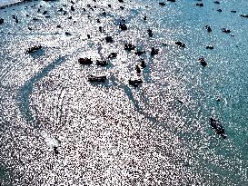 Coastal Aquaculture Area in Lianyungang