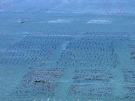 Coastal Aquaculture Area in Lianyungang