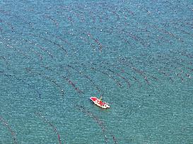 Coastal Aquaculture Area in Lianyungang