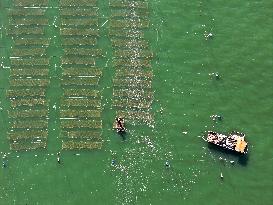 Coastal Aquaculture Area in Lianyungang