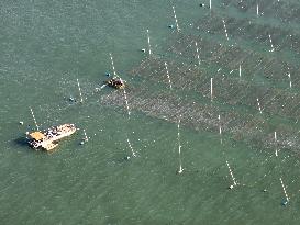 Coastal Aquaculture Area in Lianyungang