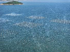 Coastal Aquaculture Area in Lianyungang