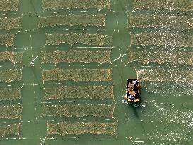 Coastal Aquaculture Area in Lianyungang