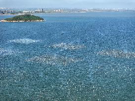 Coastal Aquaculture Area in Lianyungang