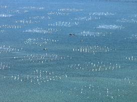 Coastal Aquaculture Area in Lianyungang