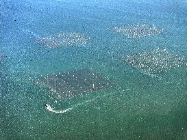 Coastal Aquaculture Area in Lianyungang