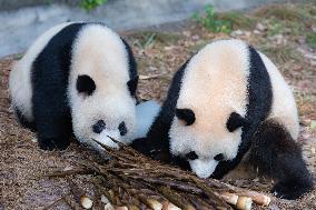 China Chongqing Zoo Giant Panda Cool Off