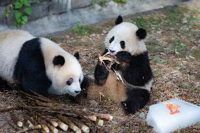 China Chongqing Zoo Giant Panda Cool Off