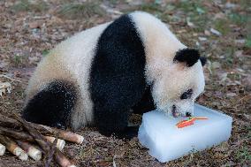 China Chongqing Zoo Giant Panda Cool Off