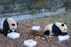 China Chongqing Zoo Giant Panda Cool Off