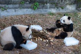 China Chongqing Zoo Giant Panda Cool Off