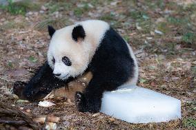 China Chongqing Zoo Giant Panda Cool Off