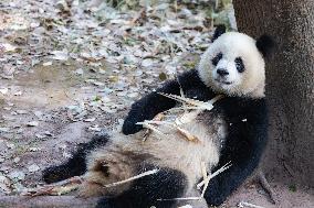 China Chongqing Zoo Giant Panda Cool Off