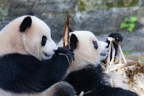 China Chongqing Zoo Giant Panda Cool Off