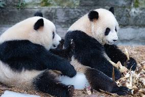 China Chongqing Zoo Giant Panda Cool Off