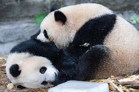 China Chongqing Zoo Giant Panda Cool Off