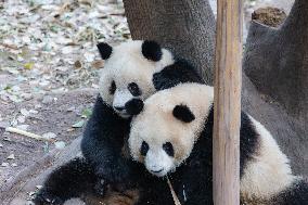 China Chongqing Zoo Giant Panda Cool Off